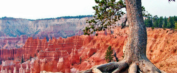 Bristlecone Pine A bristlecone pine - 5,000 years old and still going strong.