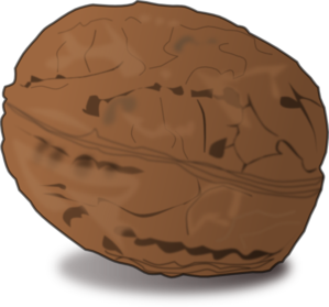 walnut