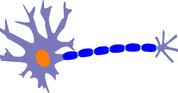 neuron