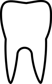 Molar tooth